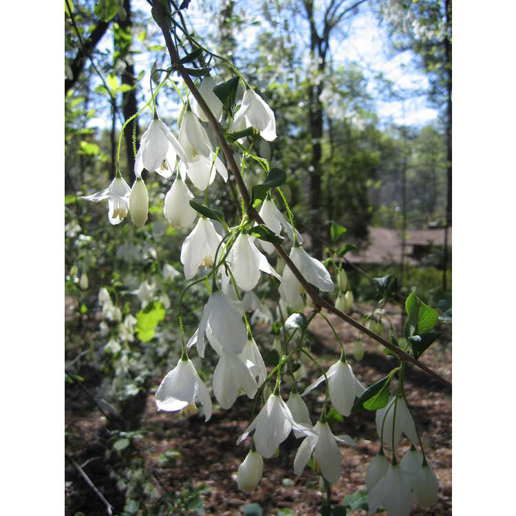 Halesia diptera var. magniflora - Florida silverbell