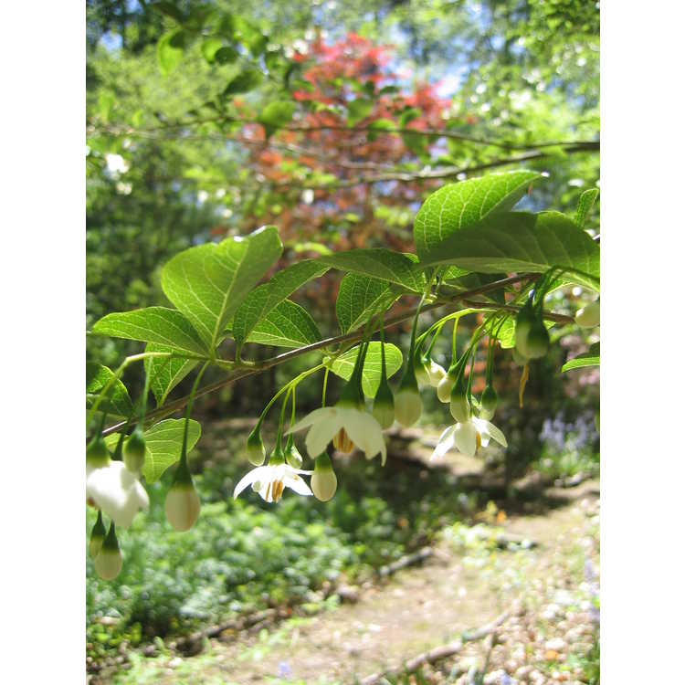 Styrax japonicus - Japanese snowbell