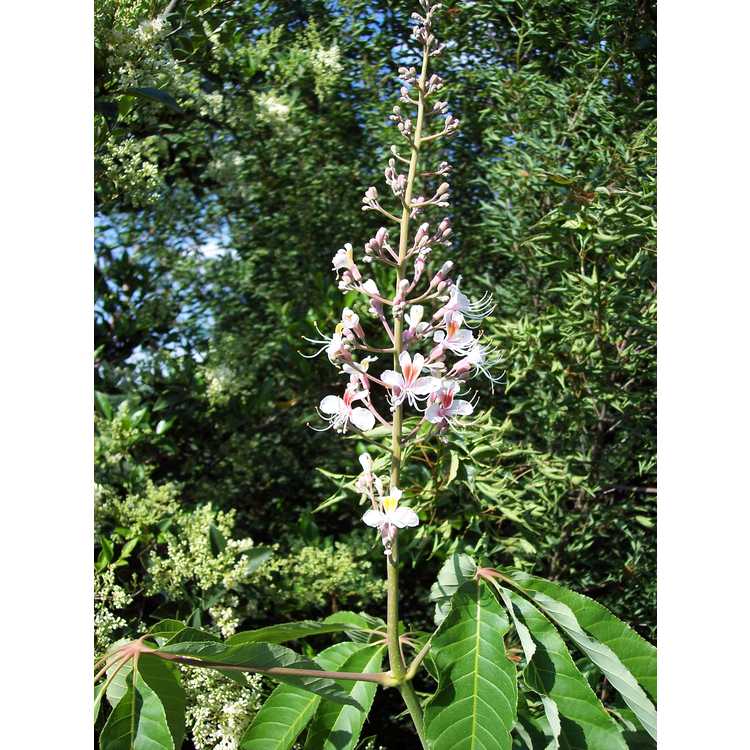 Aesculus indica 'Sydney Pearce' - pink Indian horse chestnut