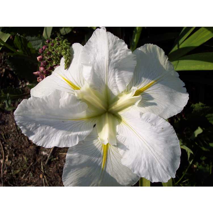 Iris 'C'est Magnifique' - Louisiana iris