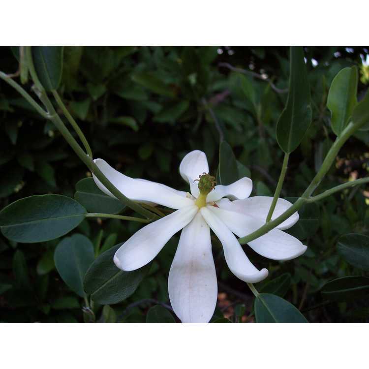 Magnolia virginiana var. australis 'Coosa'