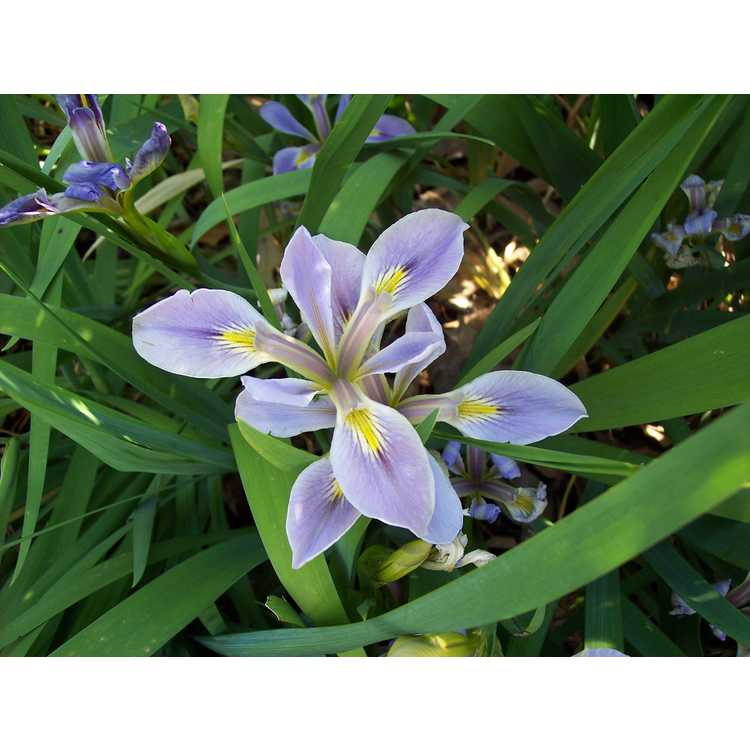 Iris brevicaulis