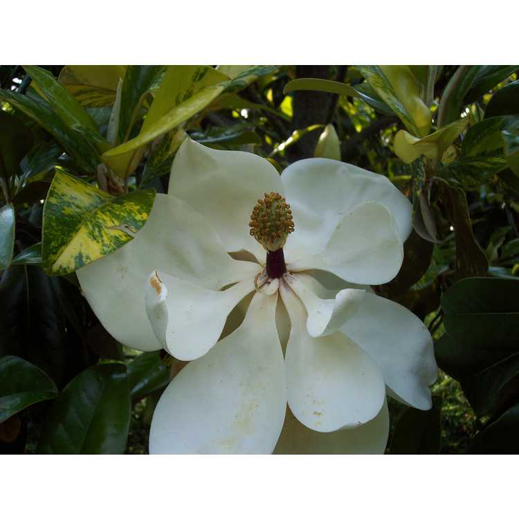 Magnolia grandiflora (variegated form)