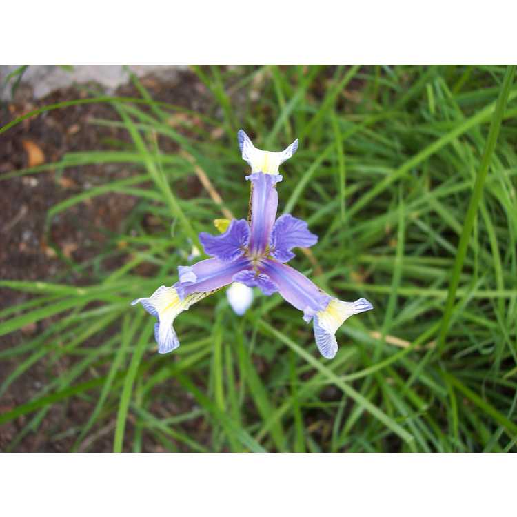 Iris prismatica - slender blue flag