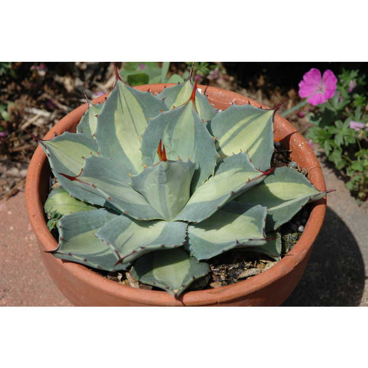 Agave parryi subsp. parryi var. huachucensis 'Excelsior' - variegated Fort Huachuca barrel agave