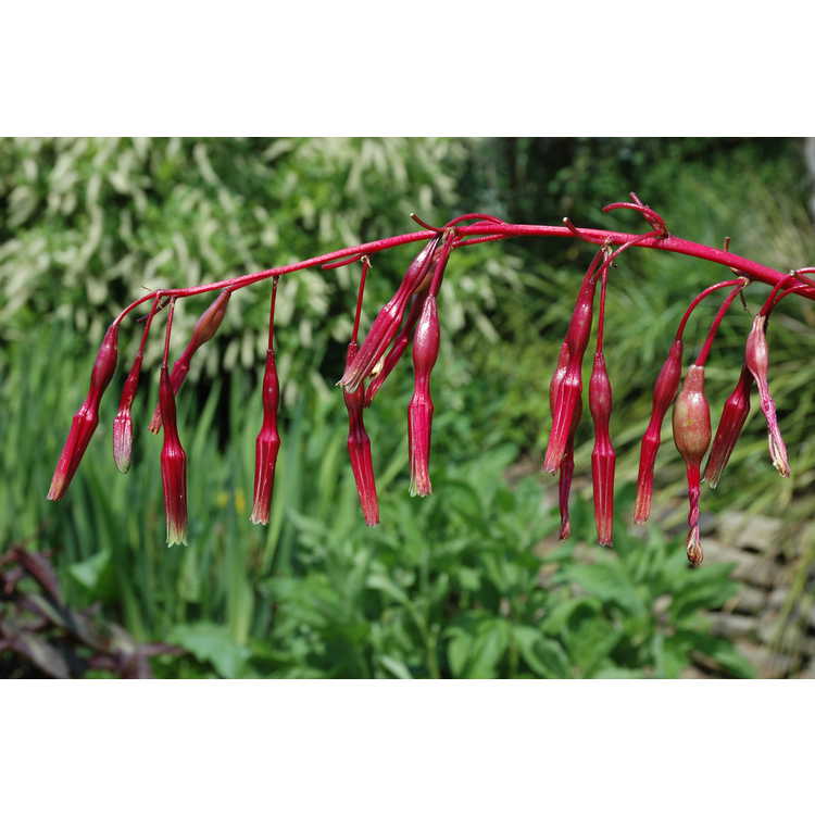 Beschorneria septentrionalis - false red agave