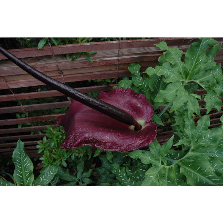 Dracunculus vulgaris - dragon arum