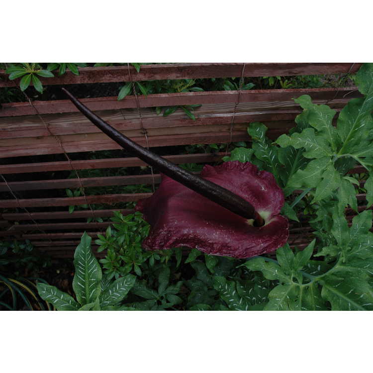 Dracunculus vulgaris - dragon arum