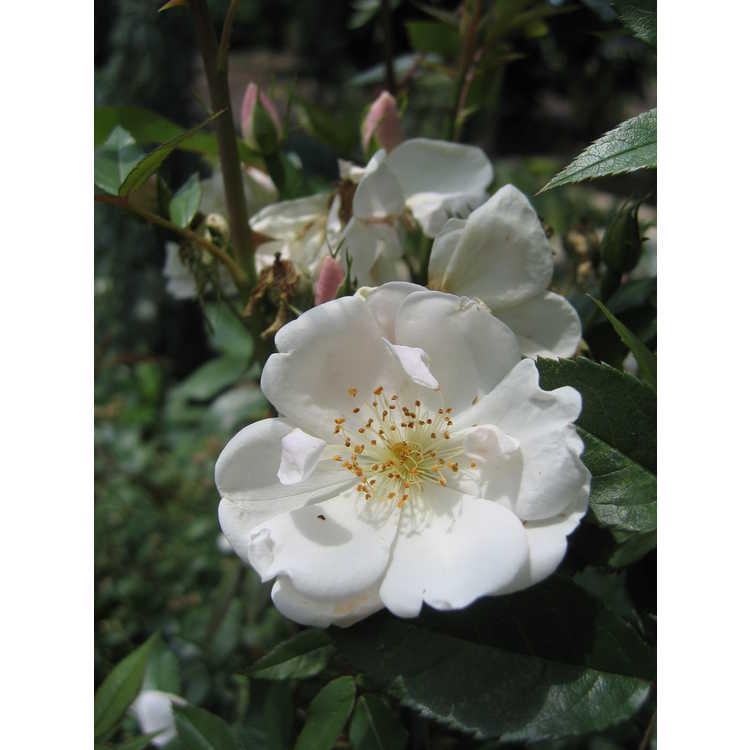 Rosa 'Nastarana' - Persian musk rose