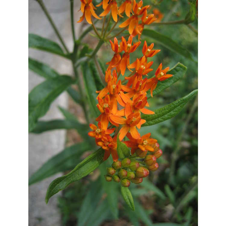 Asclepias tuberosa - butterfly weed