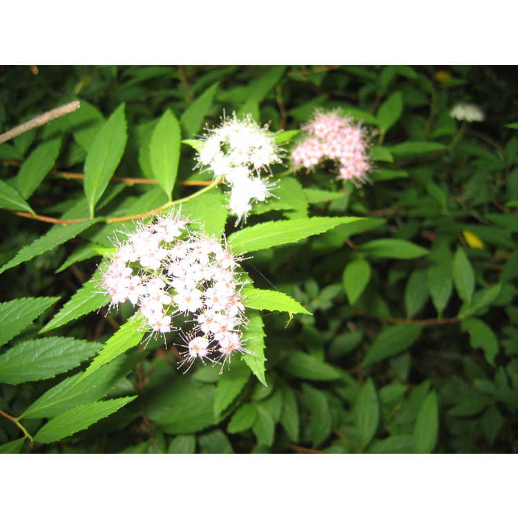 <em>Spiraea japonica</em>