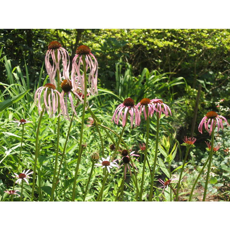 <em>Echinacea laevigata</em>