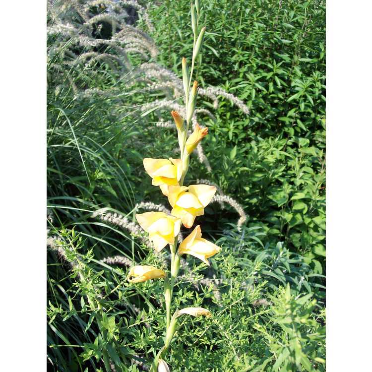 Gladiolus ×gandavensis 'Boone' - hybrid gladiolus