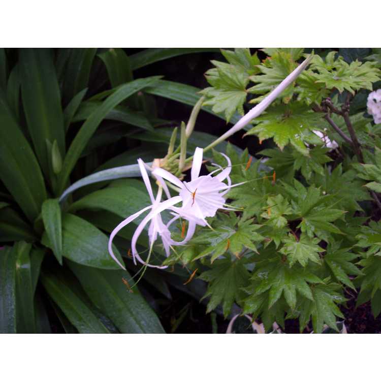 Hymenocallis imperialis - spider lily