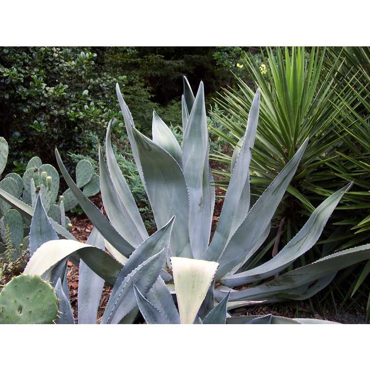 Agave ×protamericana - hardy century plant