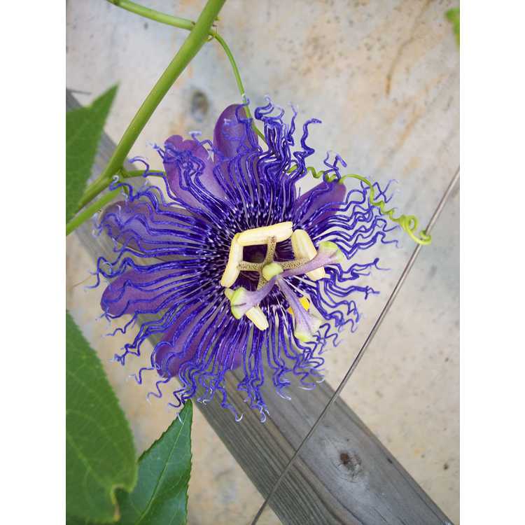 Passiflora 'Inspiration' - purple passion flower