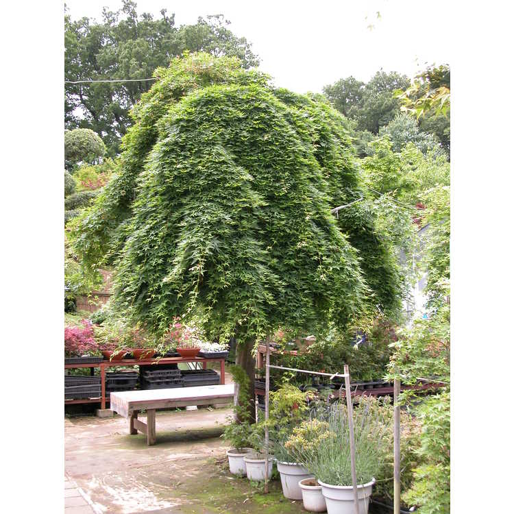 Acer palmatum 'Ryusen' - weeping Japanese maple