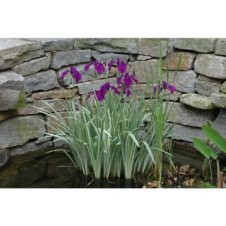 Iris ensata 'Variegata' - variegated Japanese iris