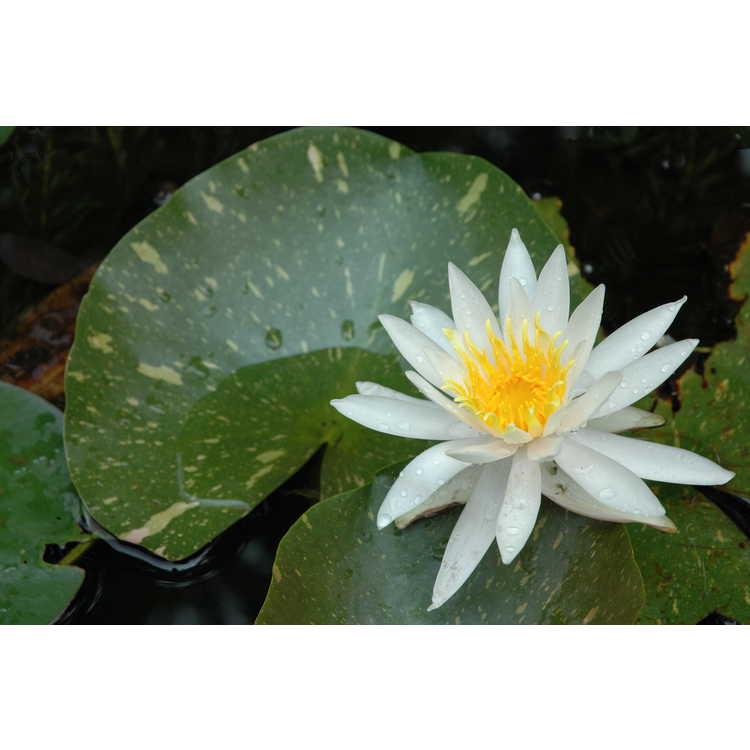 variegated water-lily