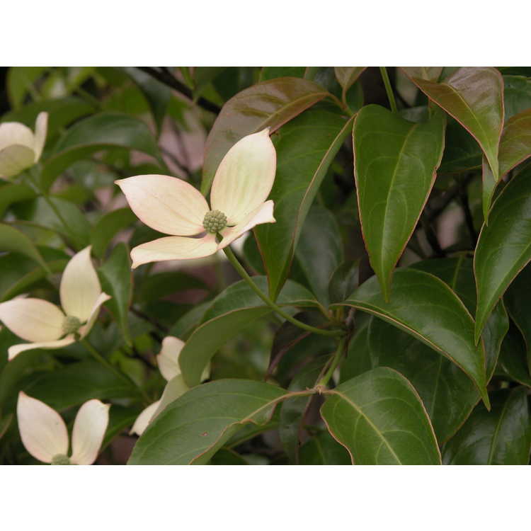 Cornus hongkongensis subsp. melanotricha - evergreen dogwood