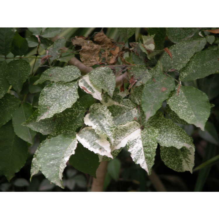 <em>Fraxinus sieboldiana</em> (white dusted)
