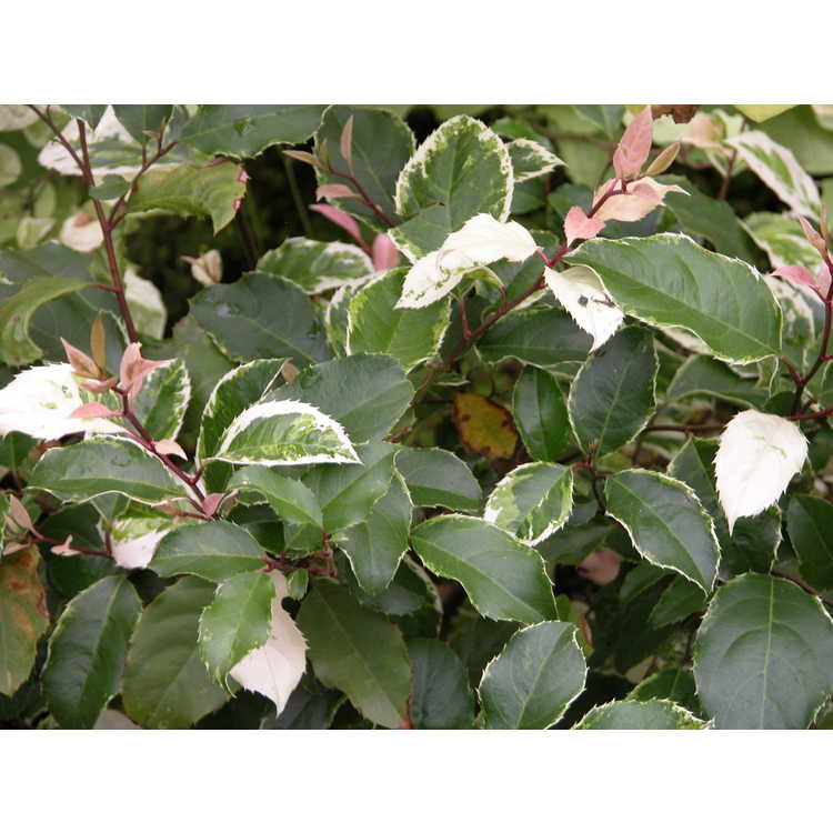 Itea-ilicifolia-variegated-form-001-Yamaguchi-Japan-6-06.JPG