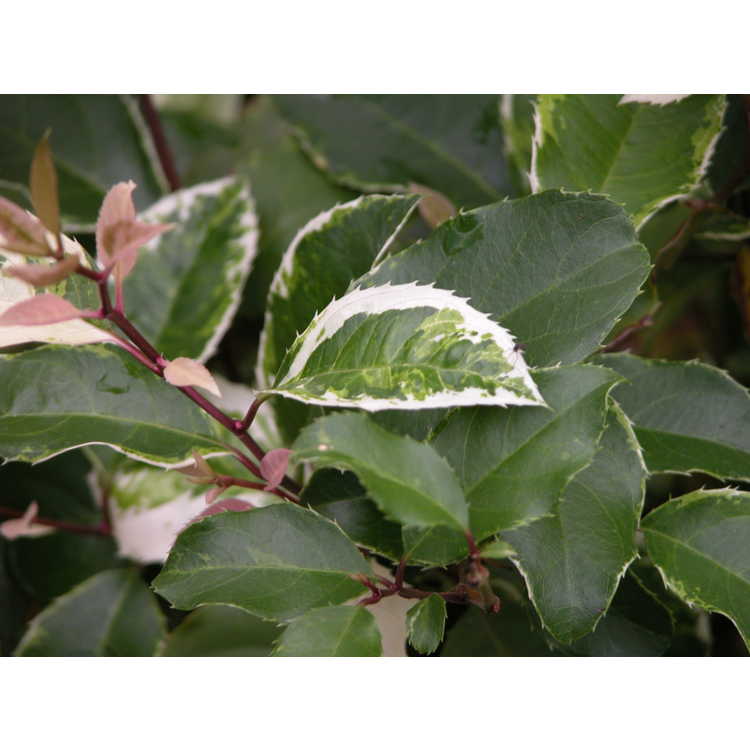 Itea-ilicifolia-variegated-form-002-Yamaguchi-Japan-6-06.JPG