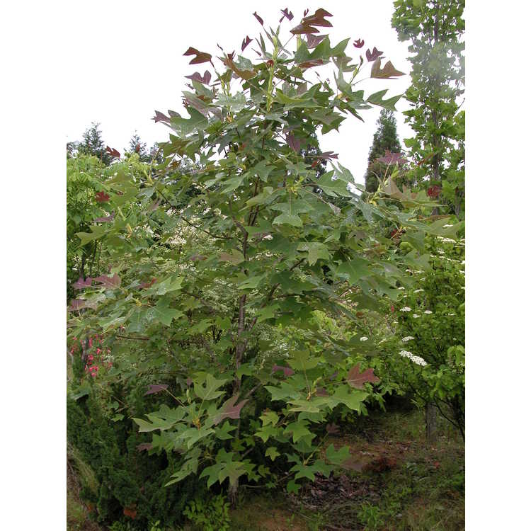 <em>Liriodendron chinense</em> (red flush)
