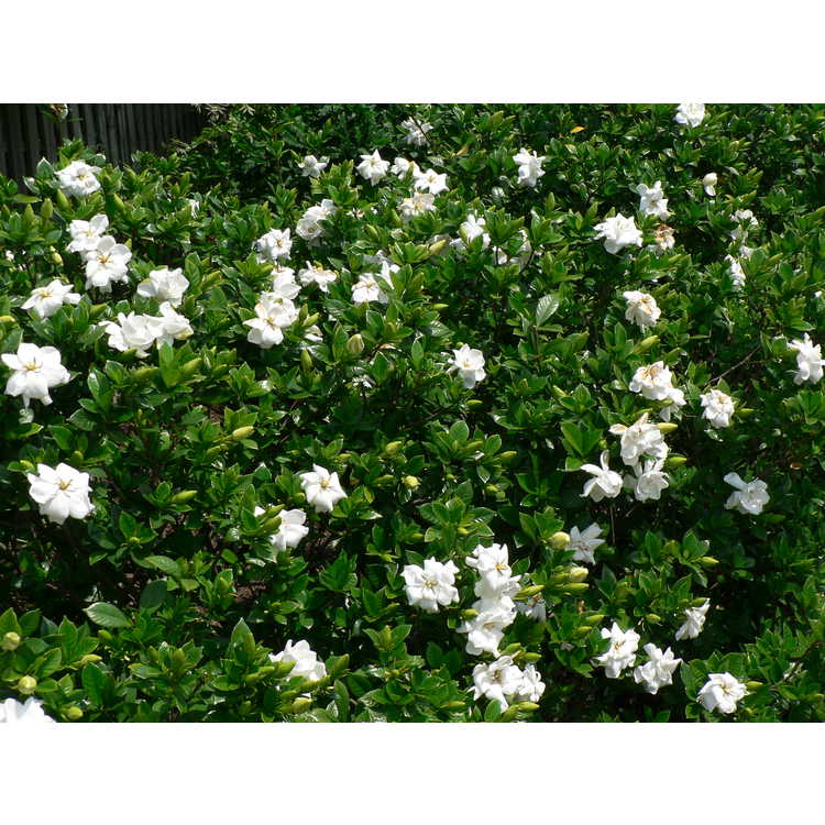 Gardenia jasminoides 'Chuck Hayes' - Cape jessamine