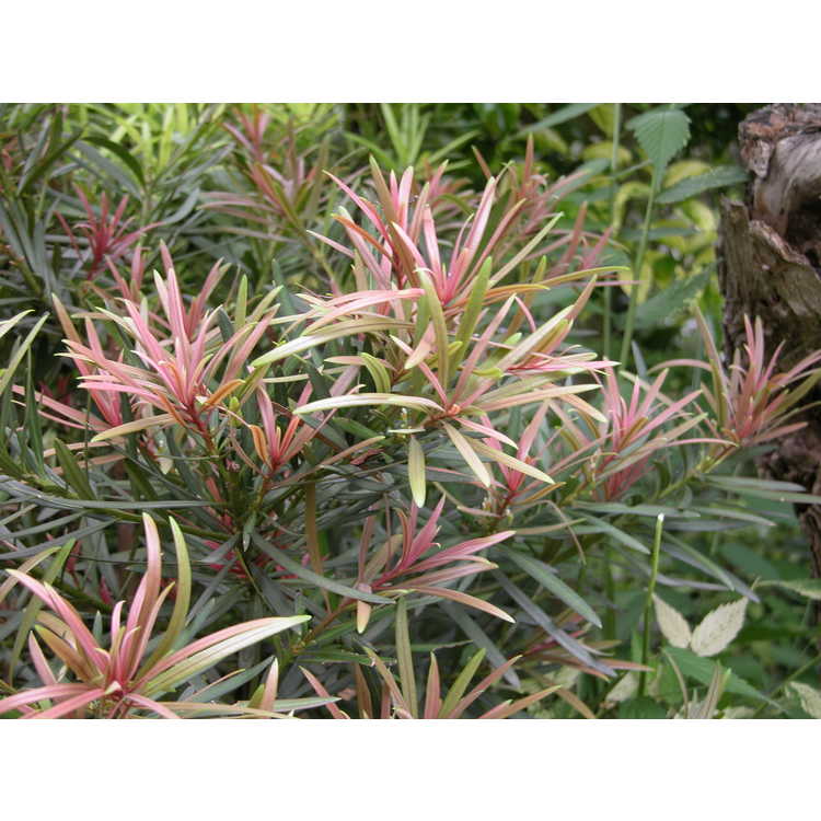 Podocarpus macrophyllus 'Akame' - red-tip Japanese yew-pine
