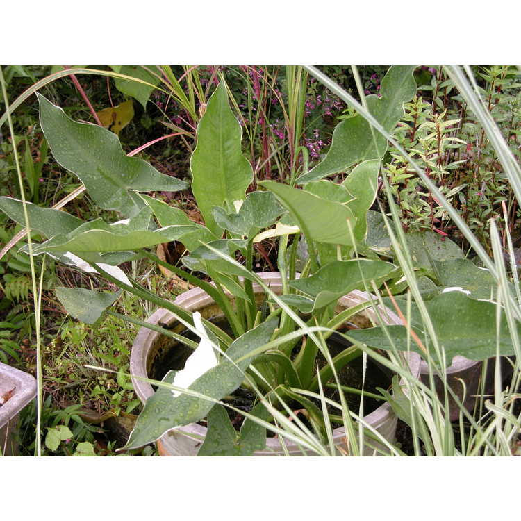 Sagittaria-sagittifolia-white-margined-001-Dr-Yokoi-Japan-6-06.JPG