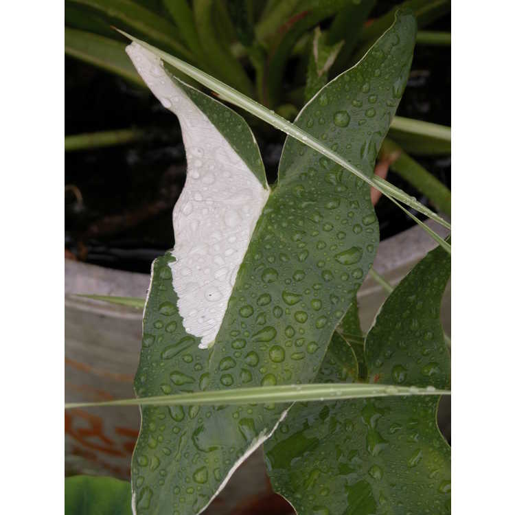 Sagittaria-sagittifolia-white-margined-002-Dr-Yokoi-Japan-6-06.JPG