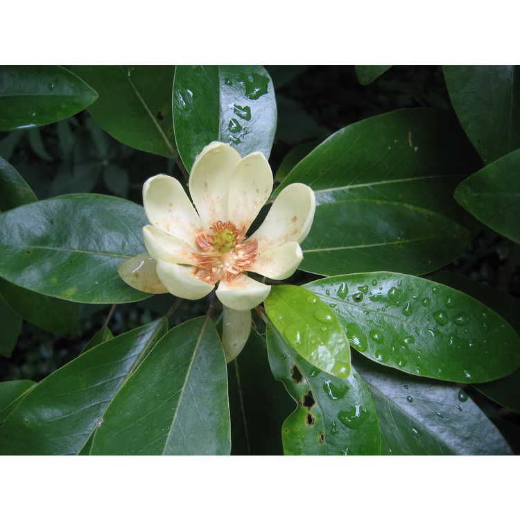 Magnolia virginiana var. australis 'Santa Rosa'