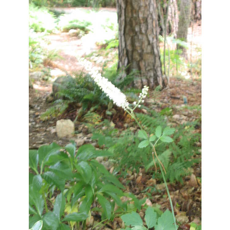 <em>Actaea racemosa</em>