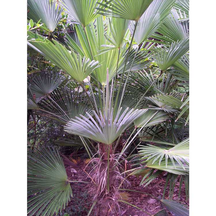<em>Trachycarpus fortunei</em> 'Wagnerianus'