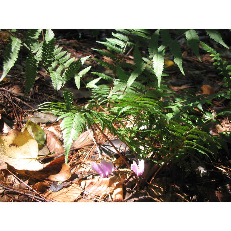 Cyclamen hederifolium - hardy cyclamen