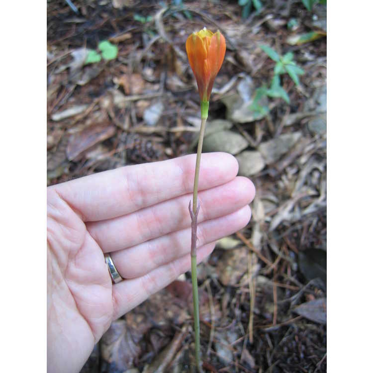 Habranthus - hybrid rain-lily