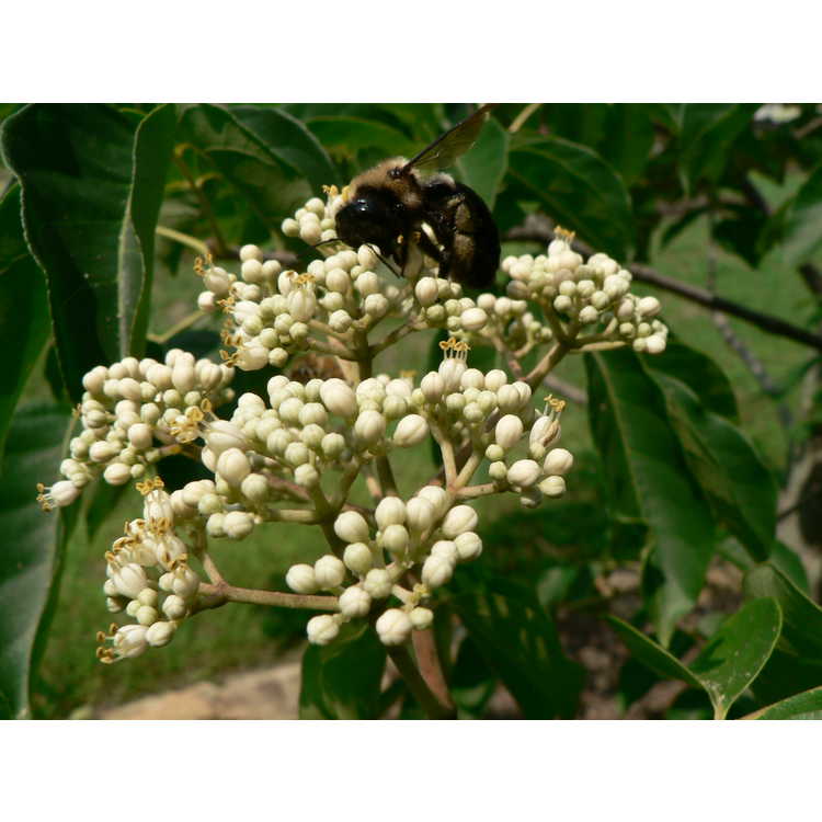 Baber's bee-bee tree