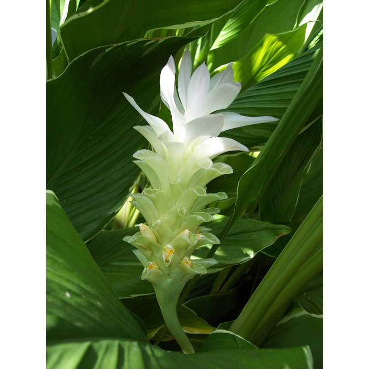 Curcuma petiolata 'Emperor' - variegated hidden ginger
