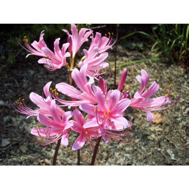 Lycoris ×haywardii - electric surprise-lily