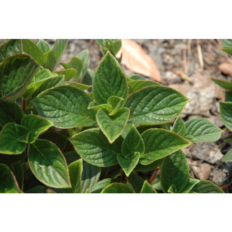 Seemannia nematanthodes 'Evita' - hardy gloxinia