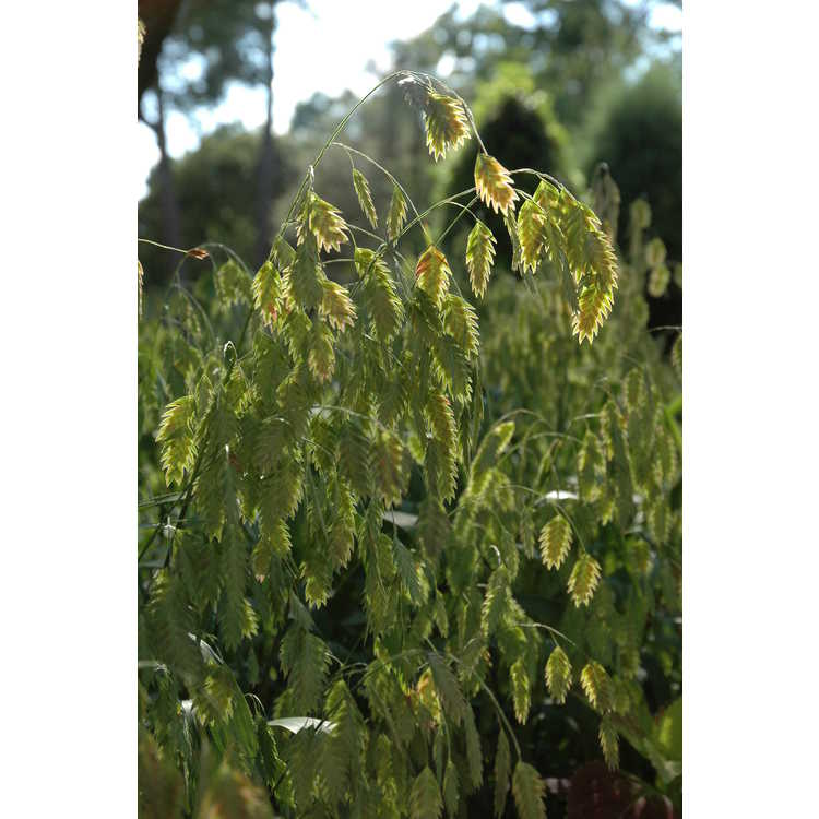 Chasmanthium latifolium - river oats