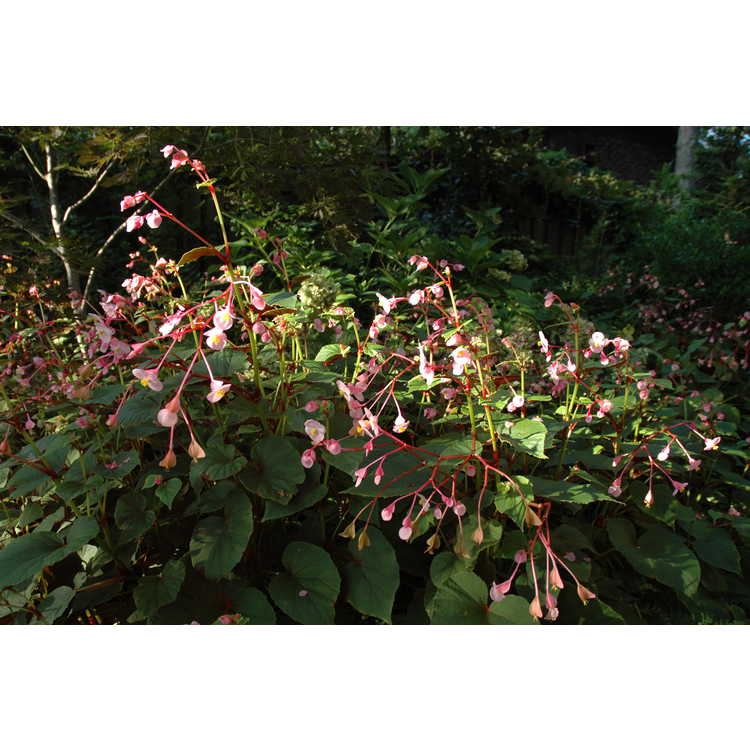 Begonia grandis - hardy begonia