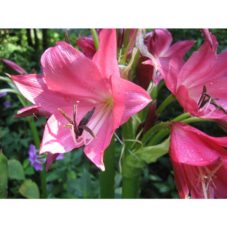 Crinum ×herbertii 'Caroll Abbott' - crinum lily