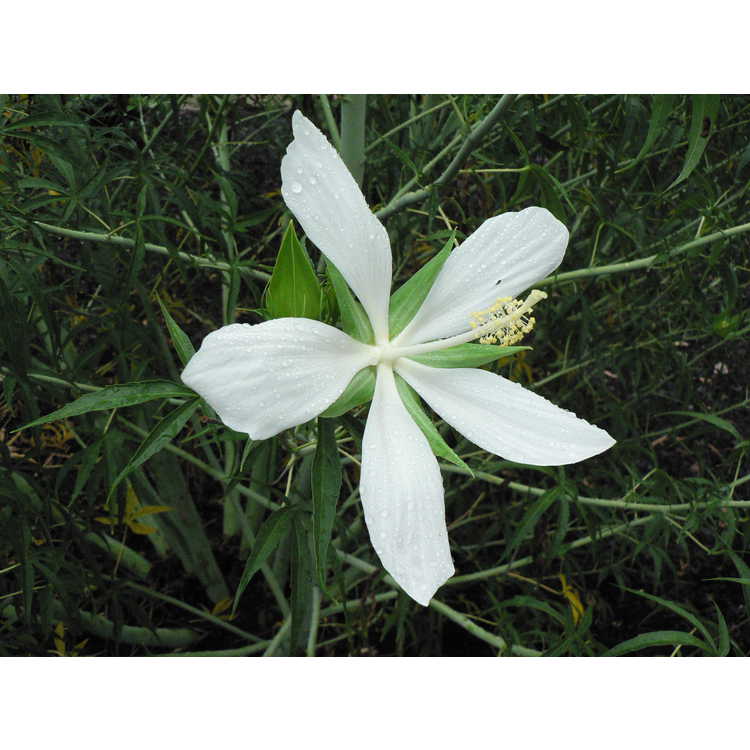 Hibiscus coccineus f. albus - white scarlet mallow