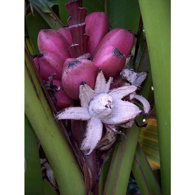 Musa velutina - pink velvet banana