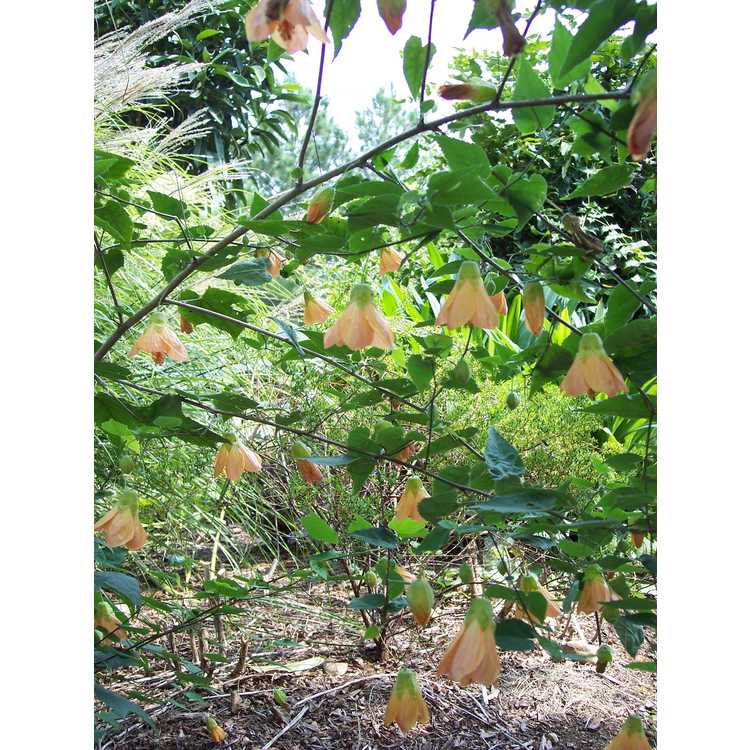 Abutilon 'Bartley Schwarz' - flowering maple