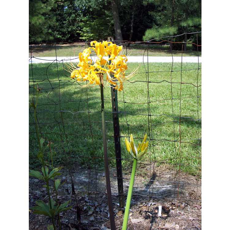 Lycoris aurea - hurricane lily