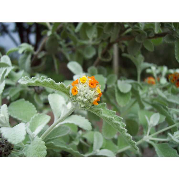 <em>Buddleja marrubiifolia</em>