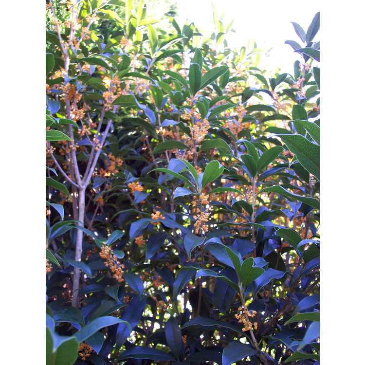 Osmanthus fragrans f. aurantiacus - orange sweet-olive